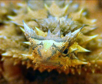t is for thorny devil lizard facts : a-z collection of really