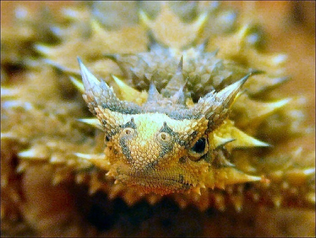 T is for Thorny Devil Lizard Facts : A-Z Collection of Really Cool Animals