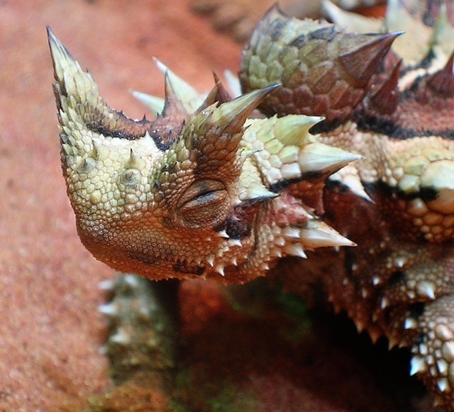 T is for Thorny Devil Lizard Facts : A-Z of Really Cool Animals