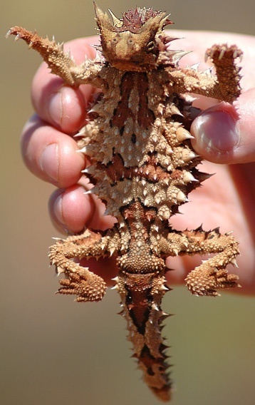 T is for Thorny Devil Lizard Facts : A-Z Collection of Really Cool Animals