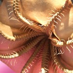 V is for Vampire Squid Facts : A-Z of Really Cool Animals