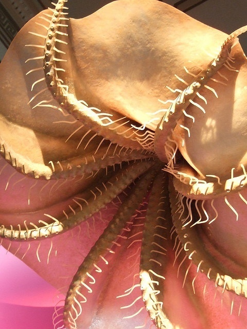 V is for Vampire Squid Facts : A-Z Collection of Really Cool Animals.