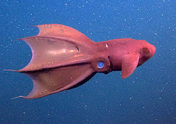 V is for Vampire Squid Facts : A-Z Collection of Really Cool Animals