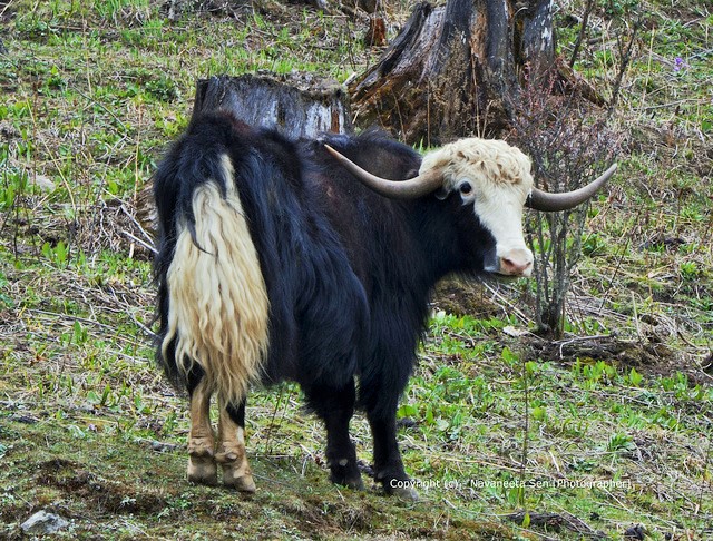 Y is for Yak Facts : A-Z Collection of Really Cool Animals