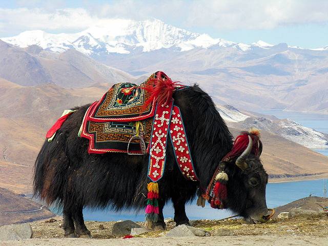 34 Interesting Facts about Yaks