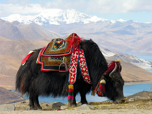 Y is for Yak Facts : A-Z Collection of Really Cool Animals