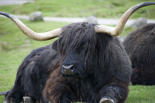 Y is for Yak Facts : A-Z Collection of Really Cool Animals