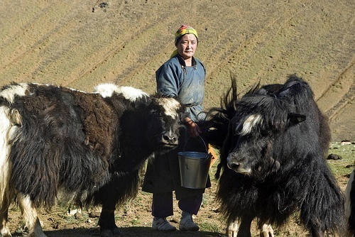 Y is for Yak Facts : A-Z Collection of Really Cool Animals