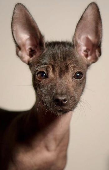 Mexican Hairless Dog, X is for Xoloitzcuintli, Xolo