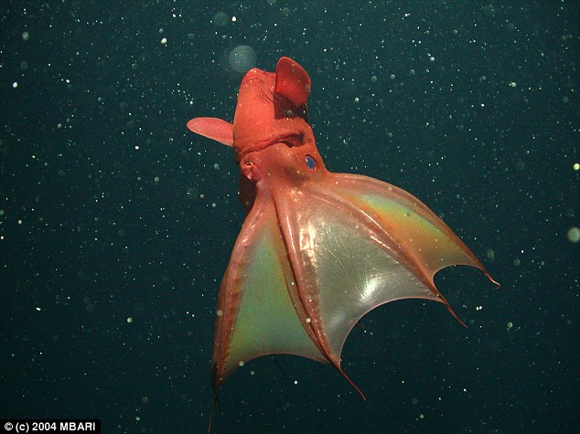 V is for Vampire Squid Facts : A-Z Collection of Really Cool Animals