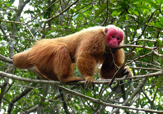 U is for Uakari Monkey Facts : A-Z Collection of Cool Animals