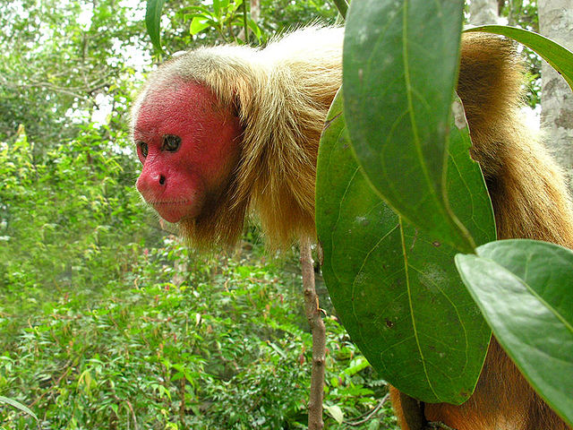 U is for Uakari Monkey Facts : A-Z Collection of Cool Animals