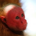 U is for Uakari Monkey Facts : A-Z Collection of Cool Animals