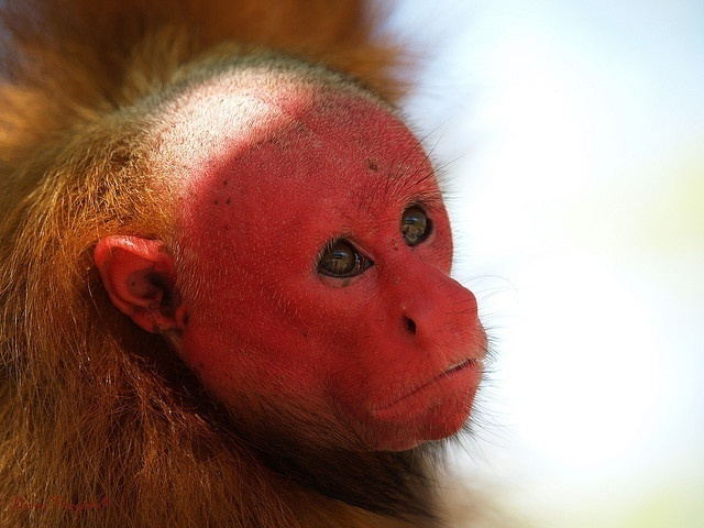 U is for Uakari Monkey Facts : A-Z Collection of Cool Animal