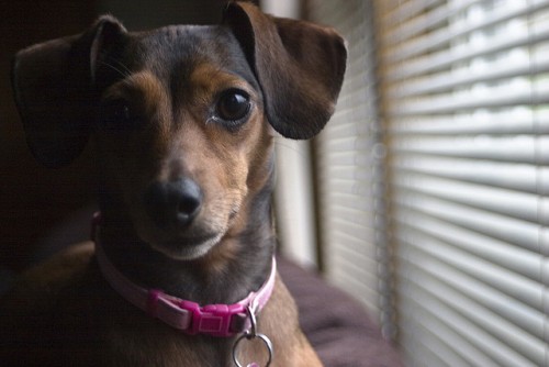 Chiweenies: Chihuahua and Dachshund Breed Mix - https://www.animalbliss.com