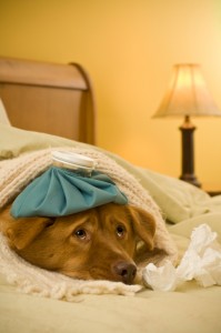 Lyme Disease in Dogs