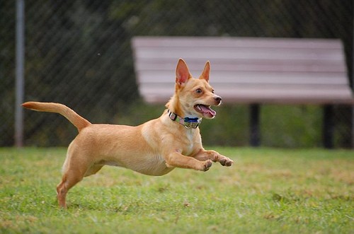 chihuahua mixed with wiener dog