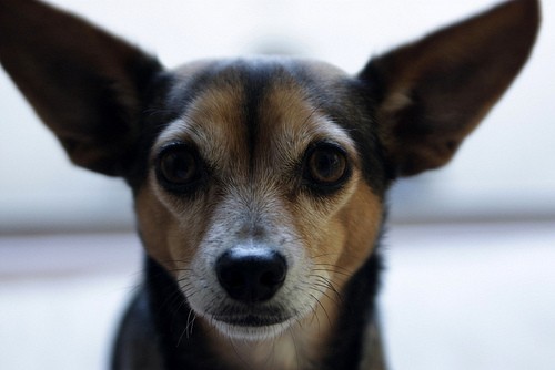 Chiweenies: Chihuahua and Dachshund Breed Mix - https://www.animalbliss.com