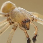 10 Most Dangerous Spiders to Stay Away From