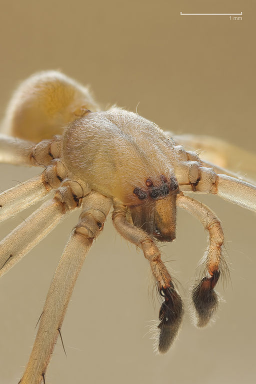 10 Most Dangerous Spiders to Stay Away From