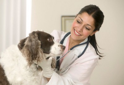 Six Rewarding Careers Every Animal Lover Should Consider