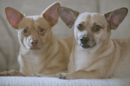 chiweenie and pomeranian mix chiweenies chihuahua and dachshund breed mix popular chiweenie and pomeranian mix chiweenies chihuahua and dachshund breed mix popular