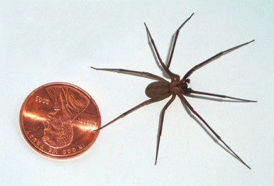 Brown Recluse: Loxosceles reclusa