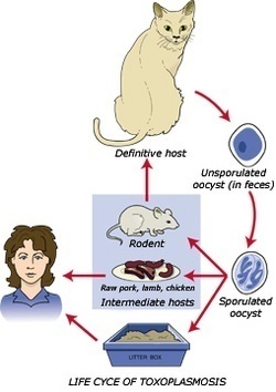 Cat Litter boxes and Pregnancy, Dangers of Toxoplasmosis