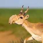 Endangered Saiga Antelope, 100,000+ Mysteriously Die