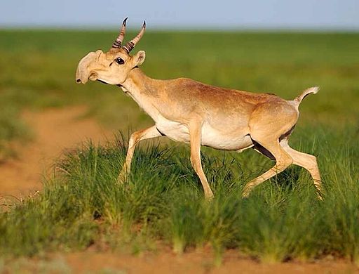 Endangered Saiga Antelope