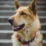 German Shepherd Mixes – Breed Profile