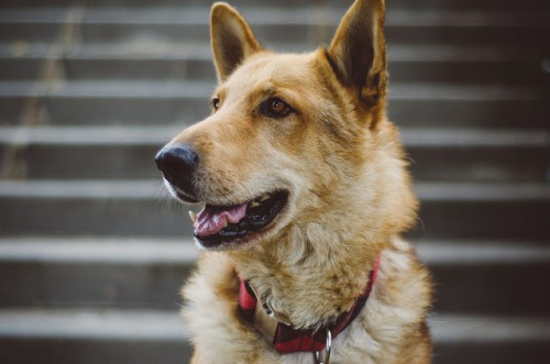 German Shepherd Mixes - Breed Profile : German Shepherds