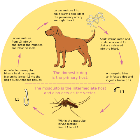 Heartworms in Dogs, Life Cycle