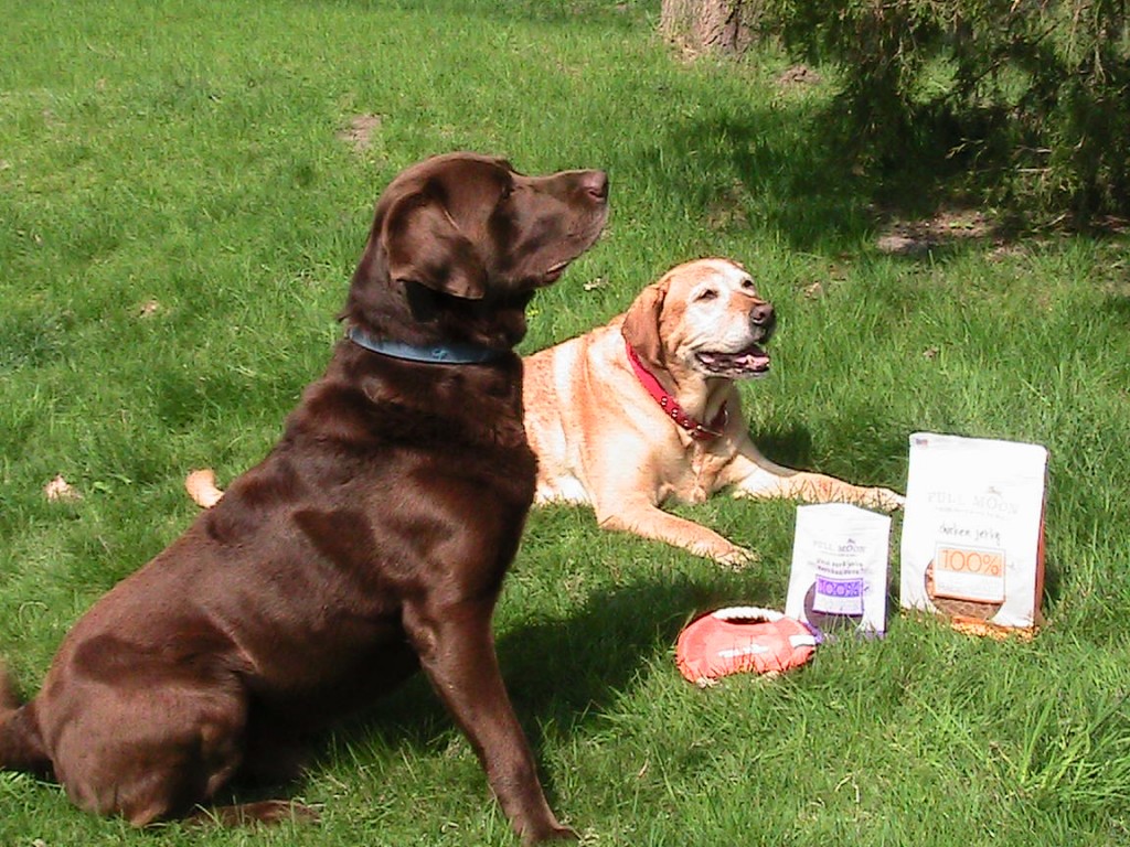 Jake and Seeger try Full Moon dog treats!