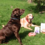 Full Moon Natural Dog Treats Review
