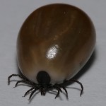 Lyme Disease in Dogs: Your Questions Answered