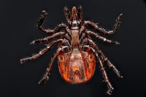 Lyme Disease in Dogs