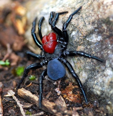 Male Mouse Spider: Missulena_occatoria