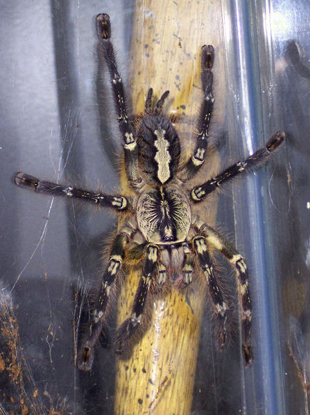 Fringed ornamental tarantula: Poecilotheria ornata