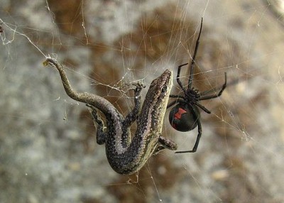 Redback spider: Latrodectus hasseltii