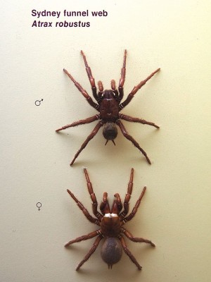 Sydney Funnel-Web Spider