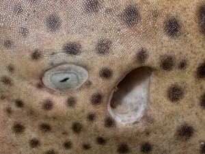 Eye and spiracle of Zebra Shark