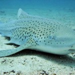 Z is for Zebra Shark Facts : A-Z Collection of  Cool Animals