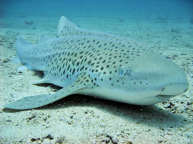 Z is for Zebra Shark Facts : A-Z Collection of Really Cool Animals