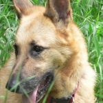 Canine Osteosarcoma – Bone Cancer in Dogs