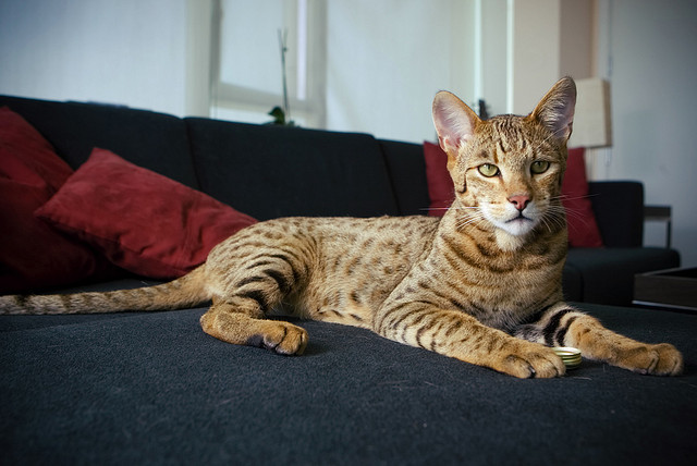 10 Ways a Savannah Cat Can Make You Healthier