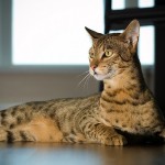 10 Ways a Savannah Cat Can Make You Healthier