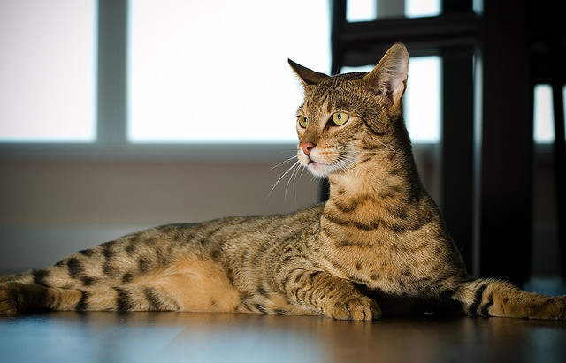10 Ways a Savannah Cat Can Make You Healthier