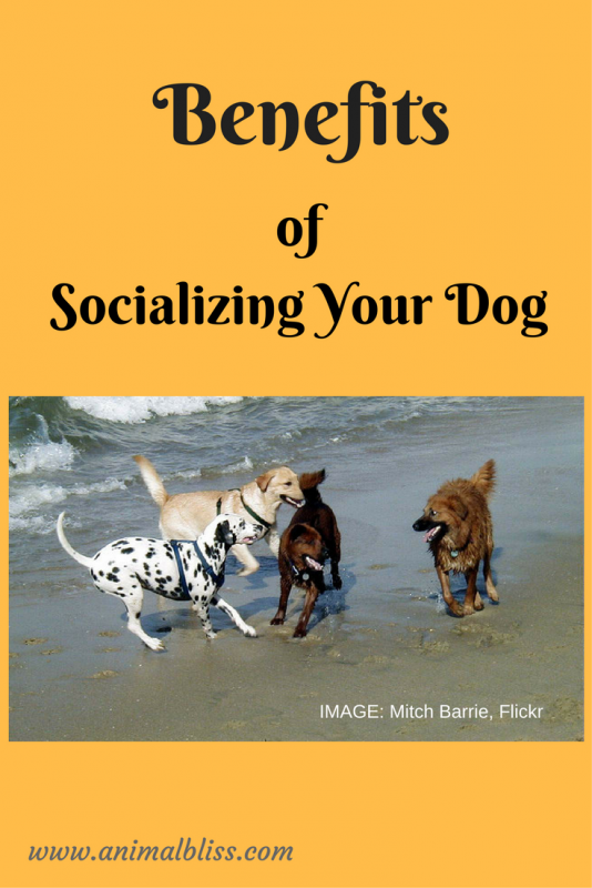 The Benefits of Socializing Your Dog are many. www.animalbliss.com