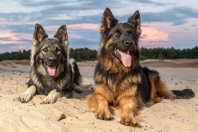 How to Properly Take Care of Your Dog